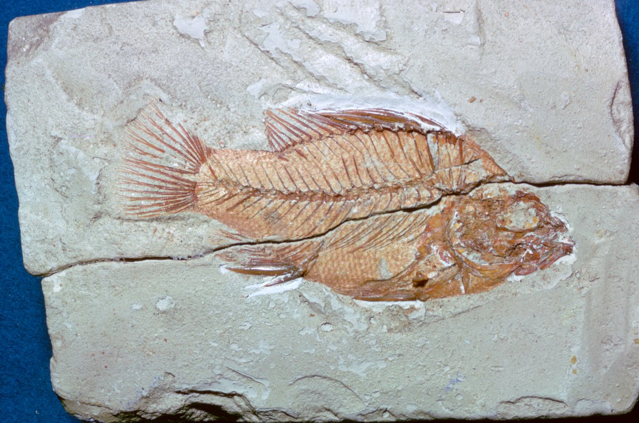 Fossil av en fisk av Unbekannt