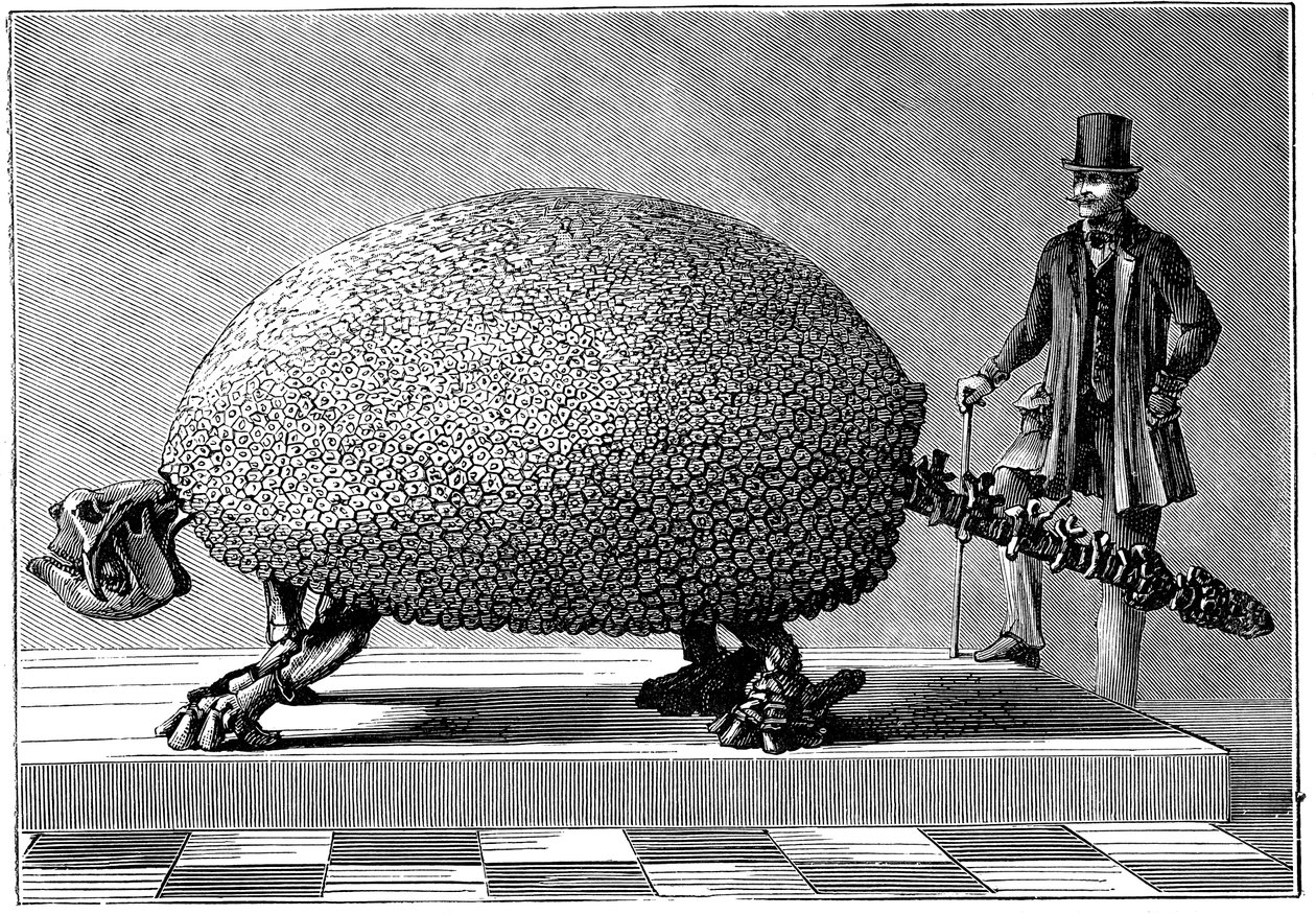 Fossil av en jättebältdjur från Sydamerika, c1890 av Unbekannt