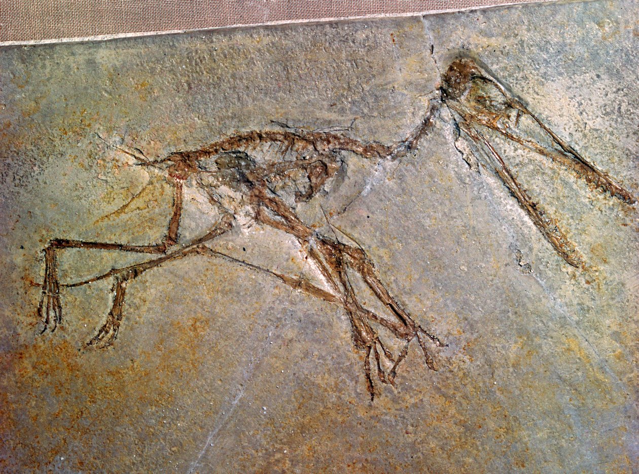 Fossilt skelett av en Pterodactyl, från British Museums samling av Unbekannt