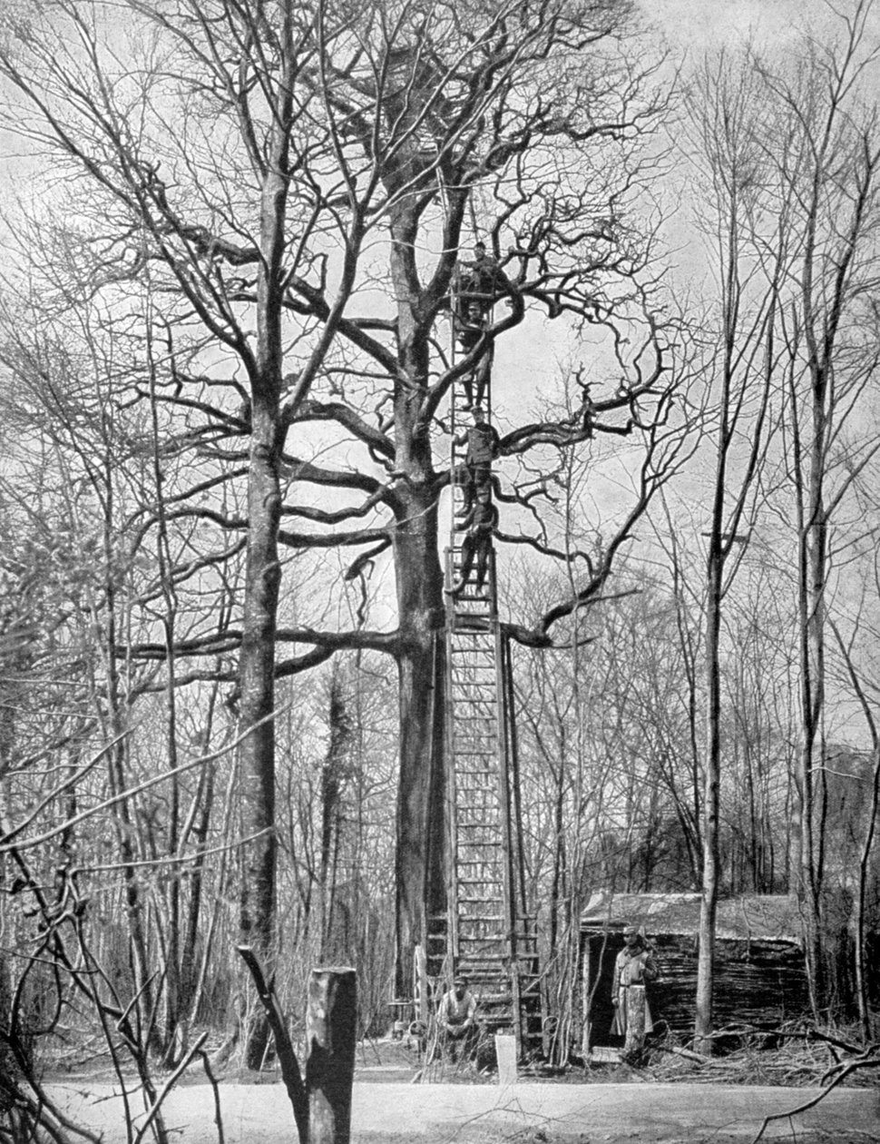 Fransk observationspost i ett träd, Frankrike, första världskriget, 1915 av Unbekannt