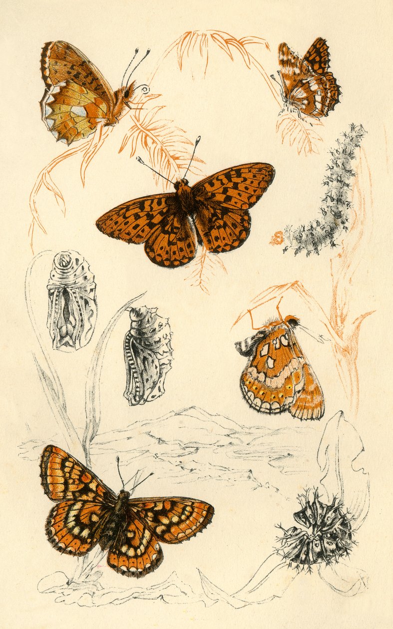 Fritillary fjärilar, 1800-talet. av Unbekannt