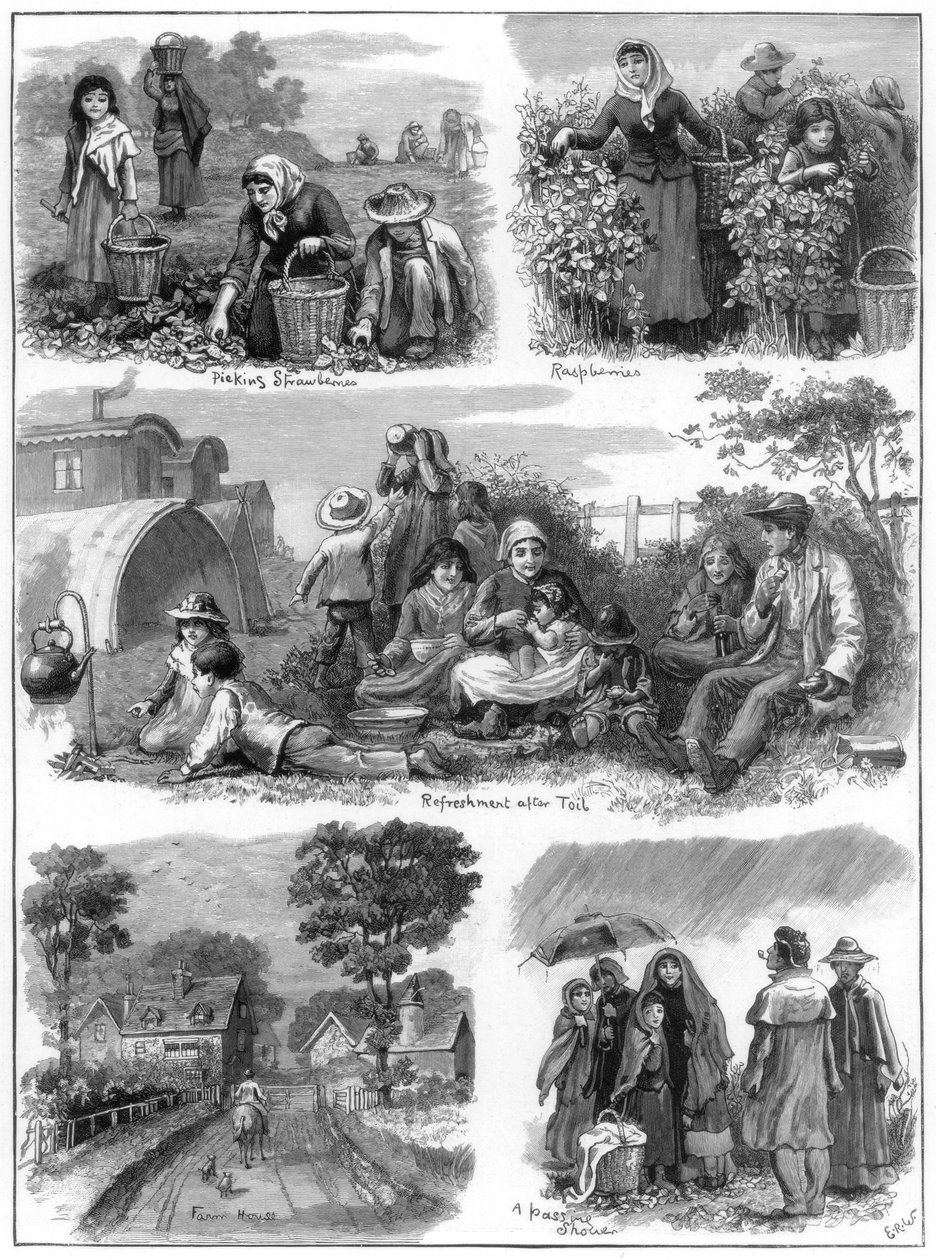 Fruktsamlare, 1899 av Unbekannt