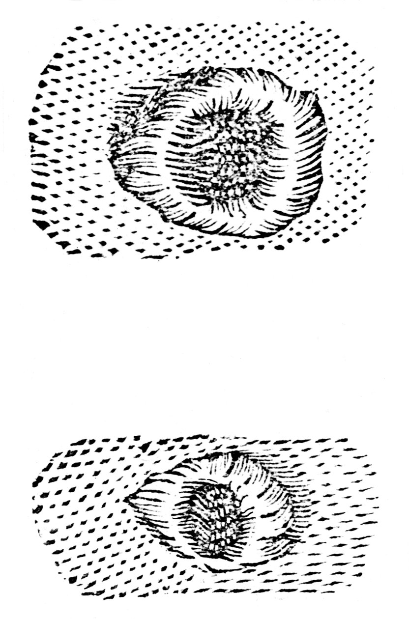 Galileos teckning av månkratrar, 1611, c1655 av Unbekannt