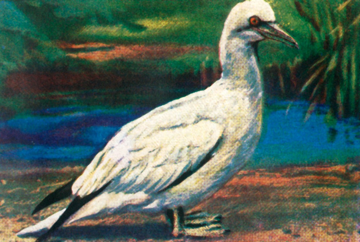 Gannet, c1928. av Unbekannt