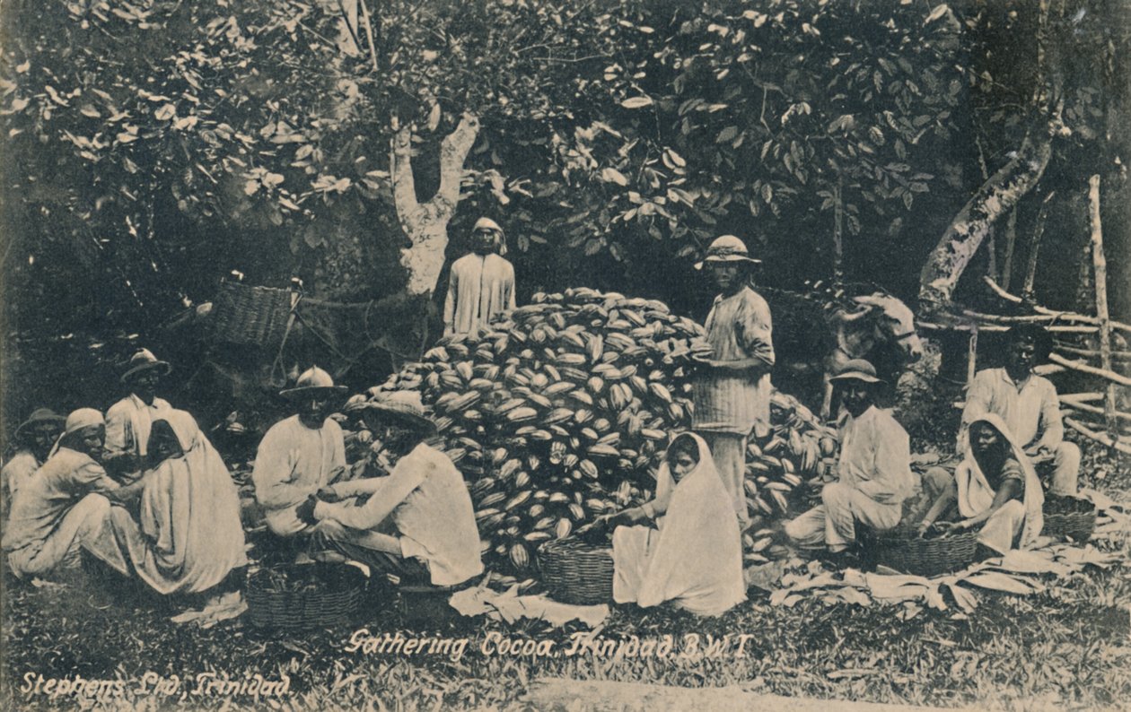 Samla kakao, Trinidad, B.W.I., tidigt 1900-tal. av Unbekannt