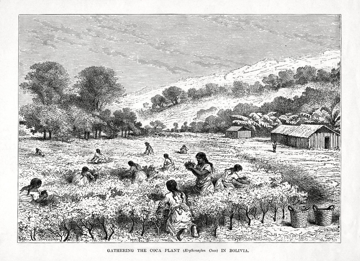 Samla kokaväxten Erythroxylum coca i Bolivia, 1877 av Unbekannt
