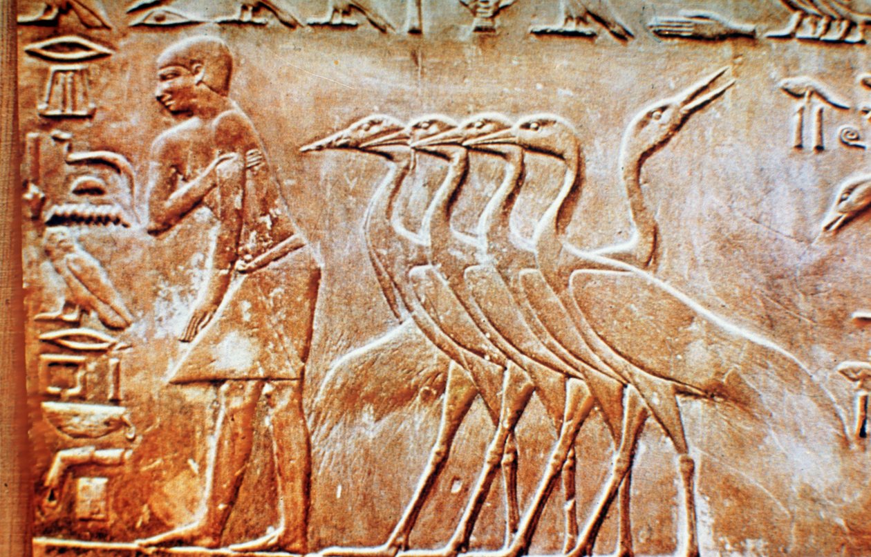 Gäss, väggrelief från Ptahhoteps grav, Saqqara, Egypten, 2300-talet f.Kr. av Unbekannt