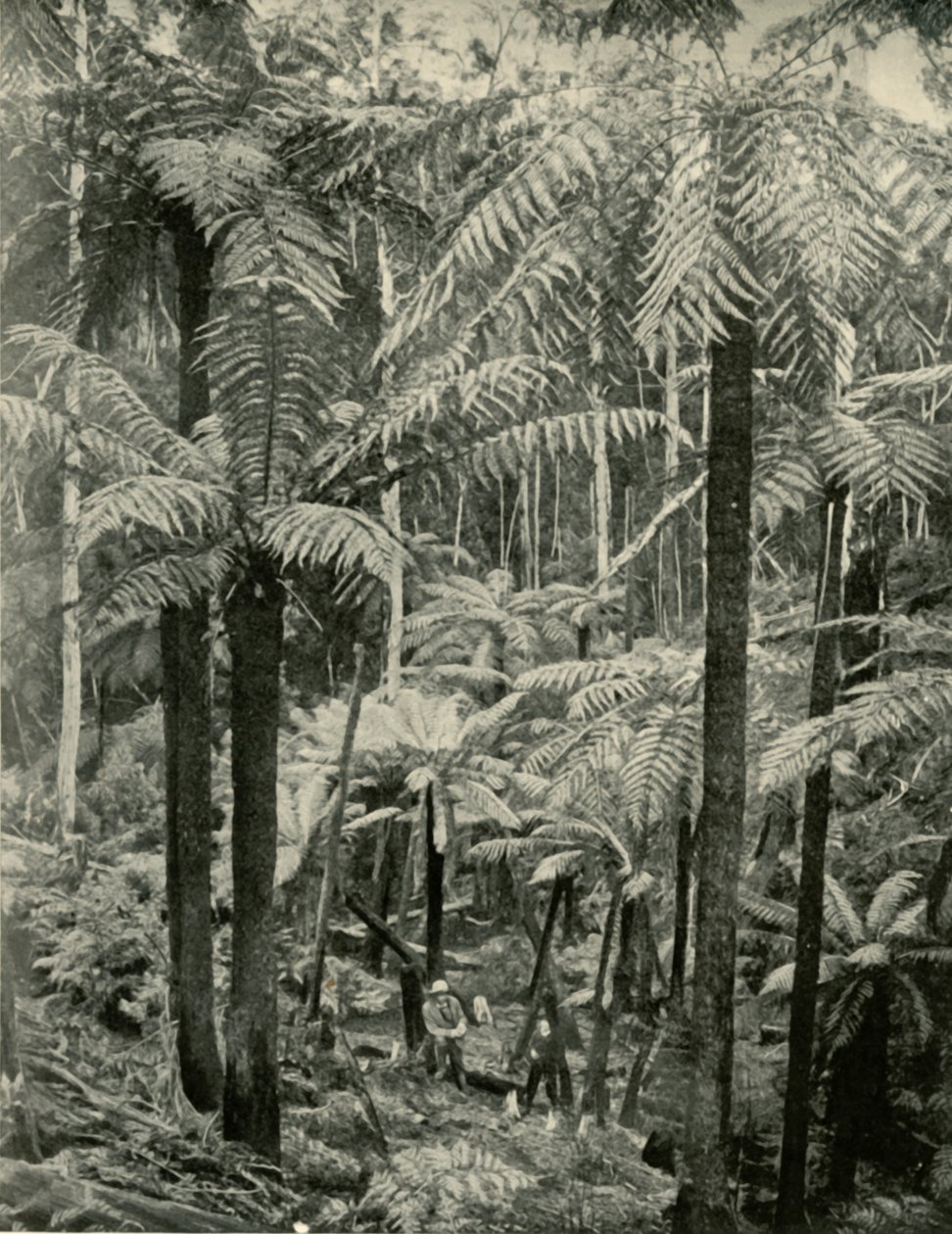 Jätteormbunkar vid Gembrook, 1901. av Unbekannt