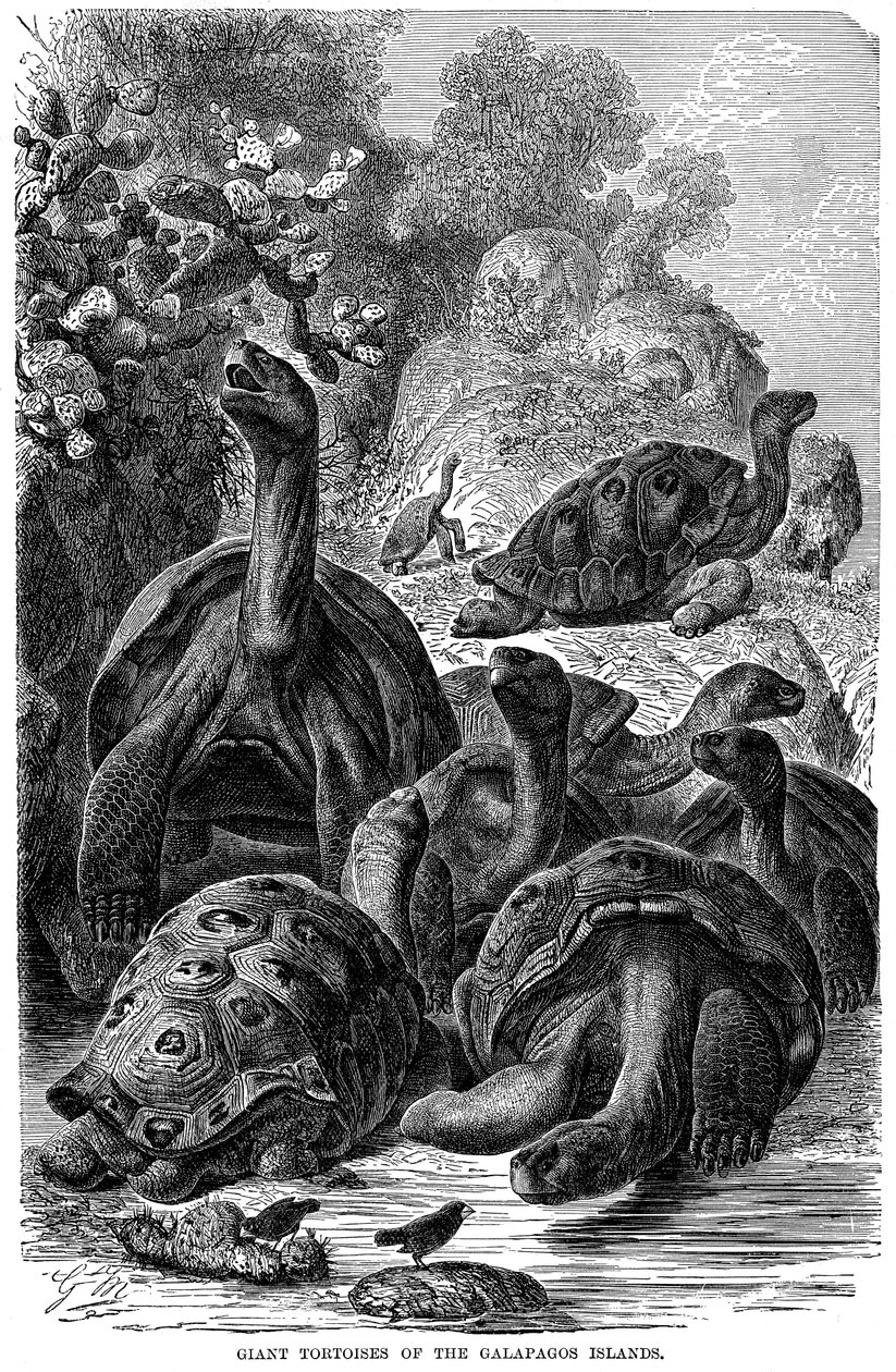 Jättesköldpaddor på Galapagosöarna som observerades av Darwin, 1894 av Unbekannt