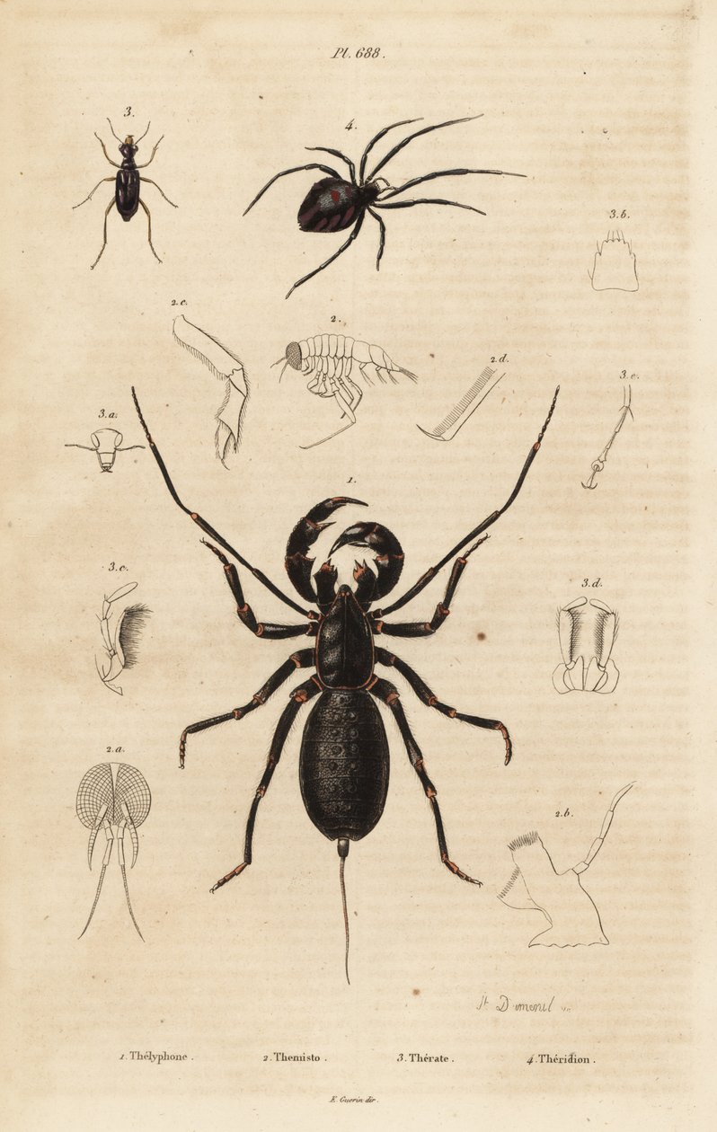 Jättevispskorpion, Mastigoproctus giganteus, skalbagge, Theratus-arter och spindelnät, Theridion-arter av Unbekannt