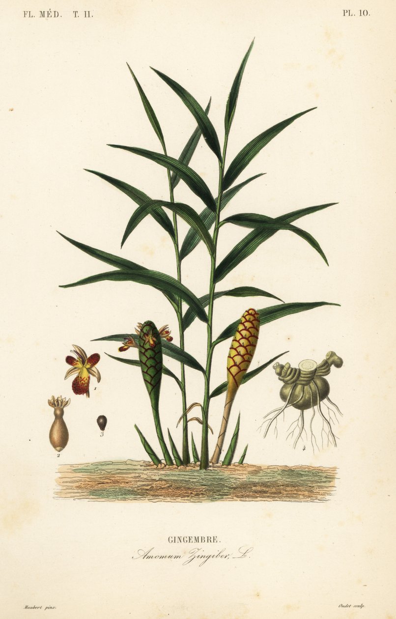Ingefära eller ingefära, Zingiber officinale, Amomum zingiber, Gingembre av Unbekannt