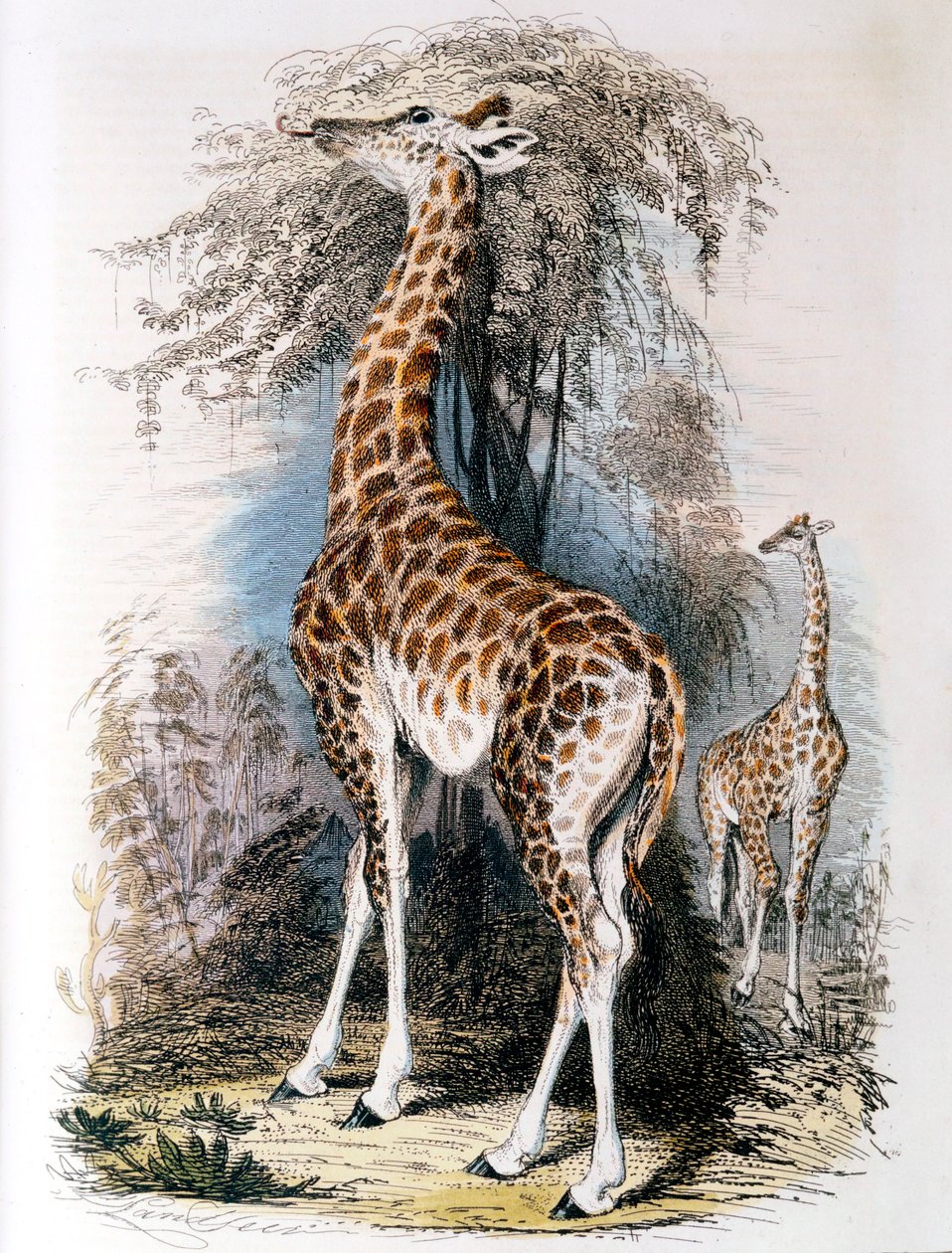 Giraff som surfar på ett träd, 1836 av Unbekannt