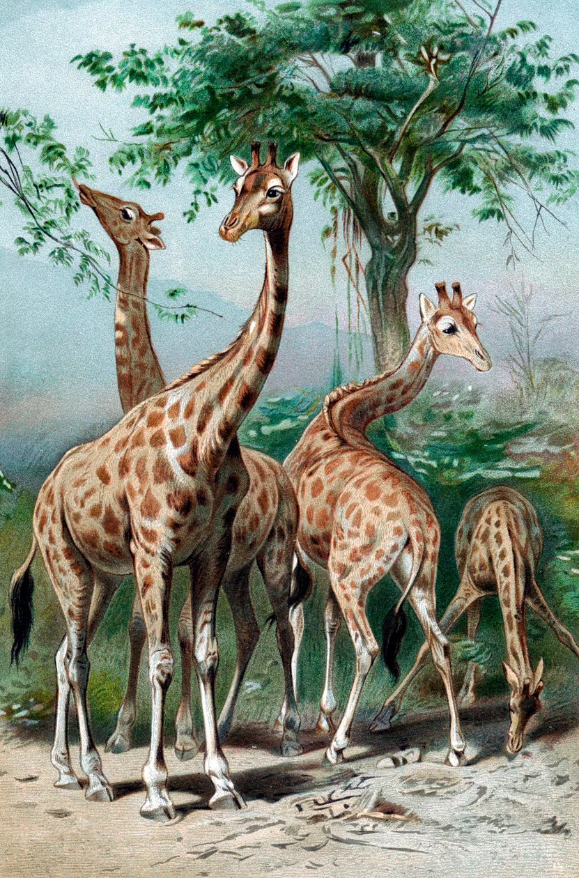 Giraffsurfning, c1885 av Unbekannt