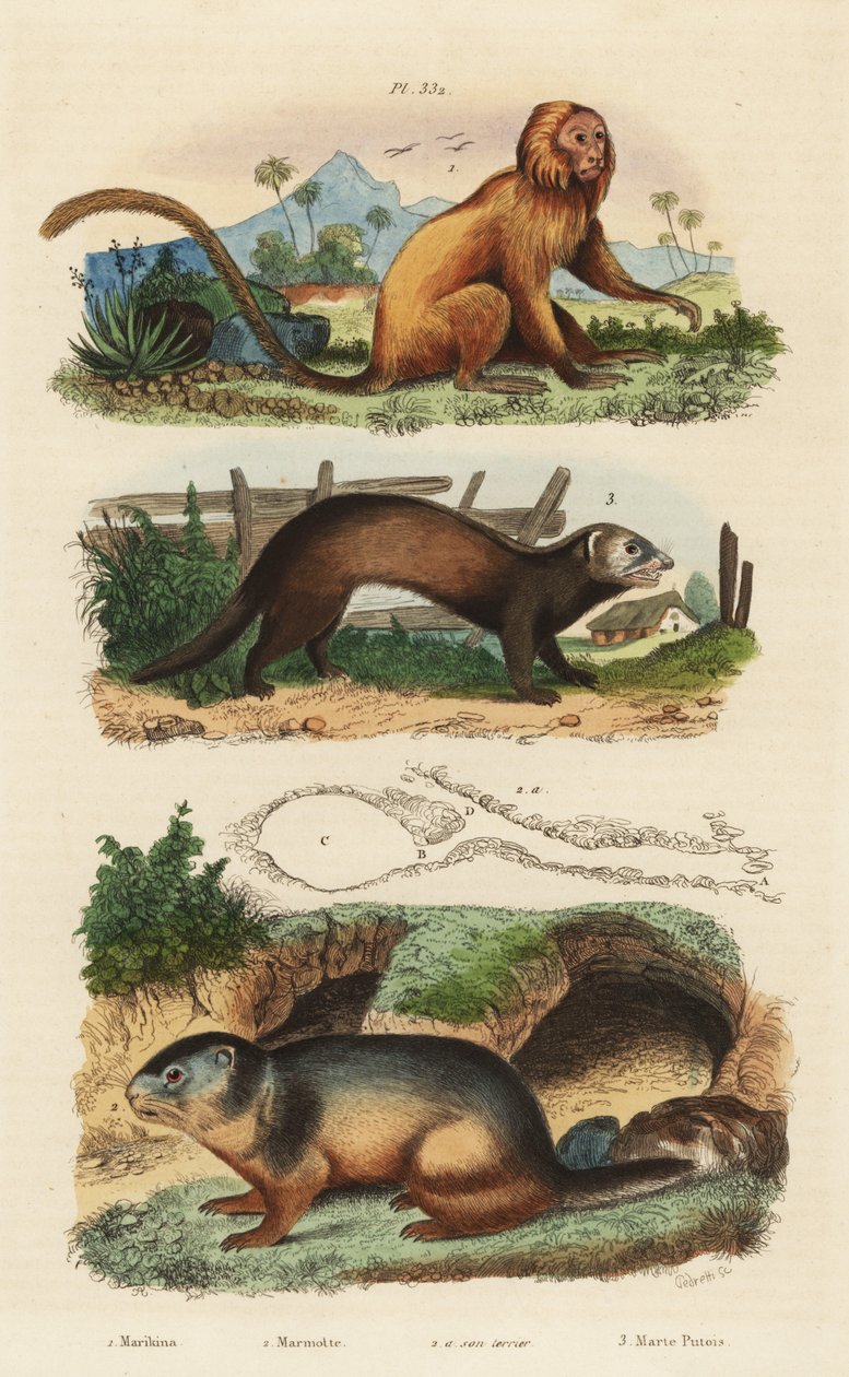 Gyllene lejontamarin, Leontopithecus rosalia, utrotningshotad 1, alpin murmeldjur, Marmota marmota 2 och håla, och iller eller polecat, Mustela putorius 3 av Unbekannt