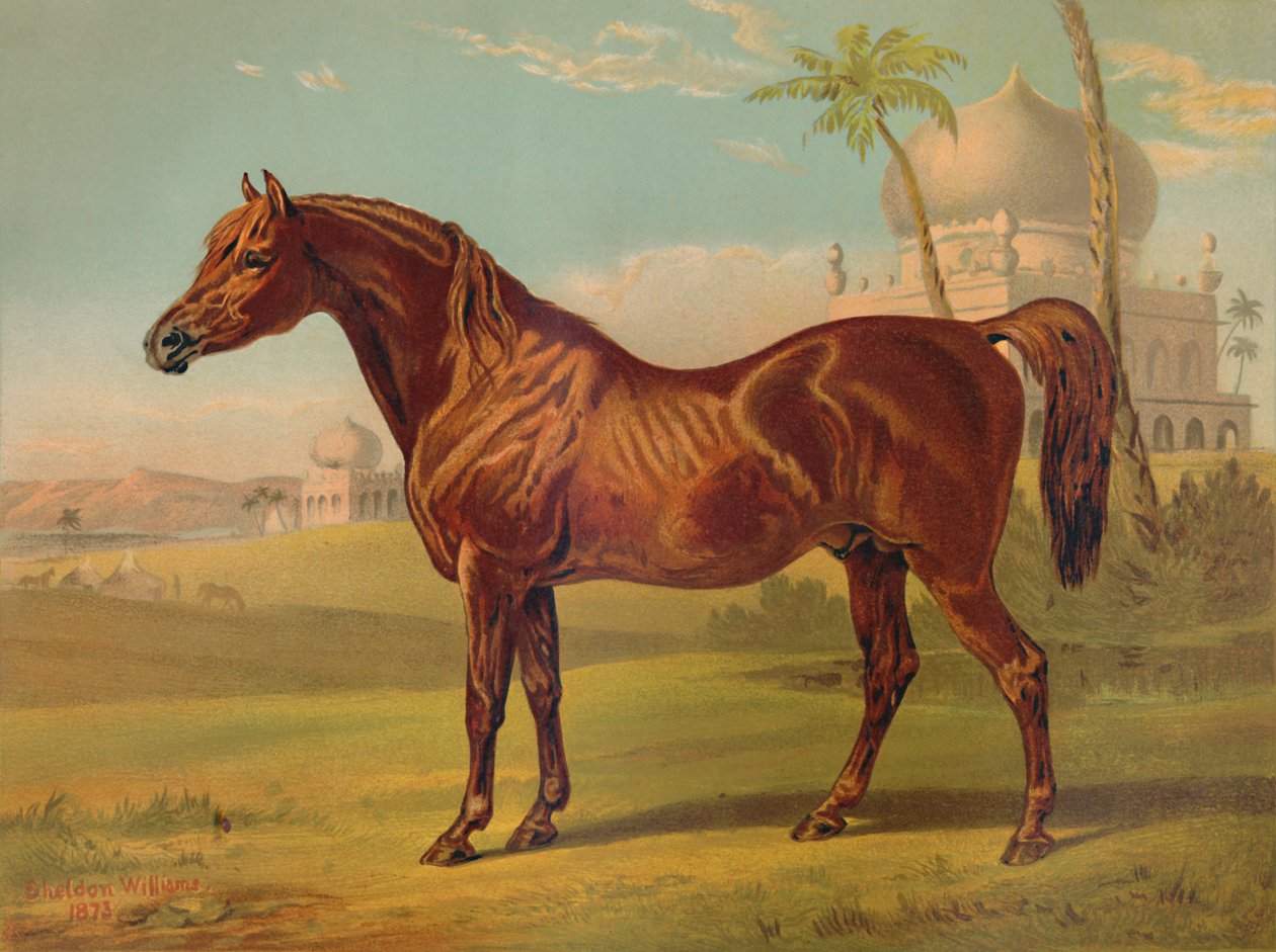 Goldie, högklassig arab, c1879. av Unbekannt