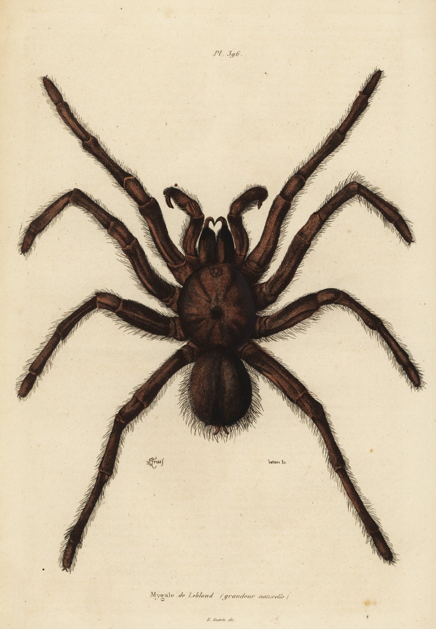 Goliath birdeater spindel, Theraphosa blondi av Unbekannt