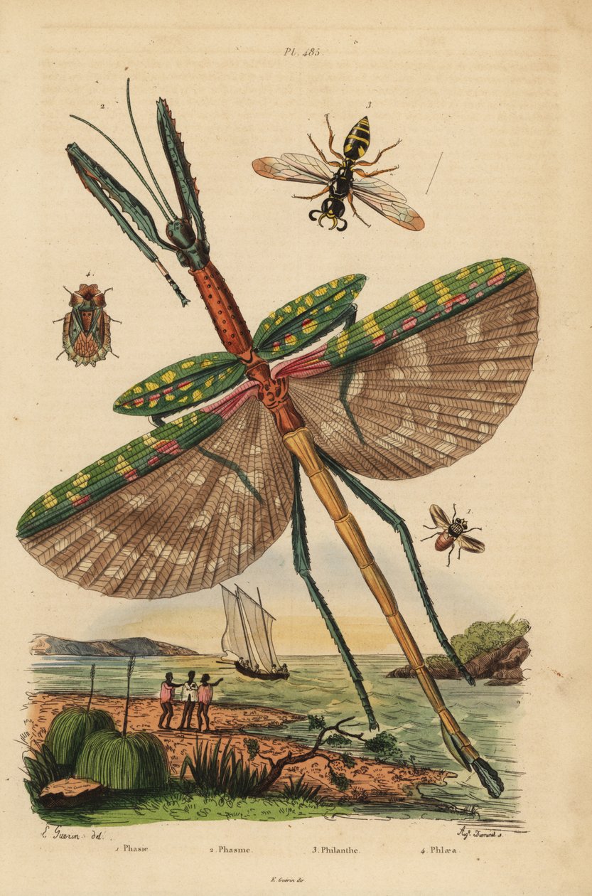 Goliatpinnesekt, Eurycnema goliath, fluga, Phasia-arter, bidödargeting, Philanthus triangulum, barkkryp, Phloea corticata av Unbekannt