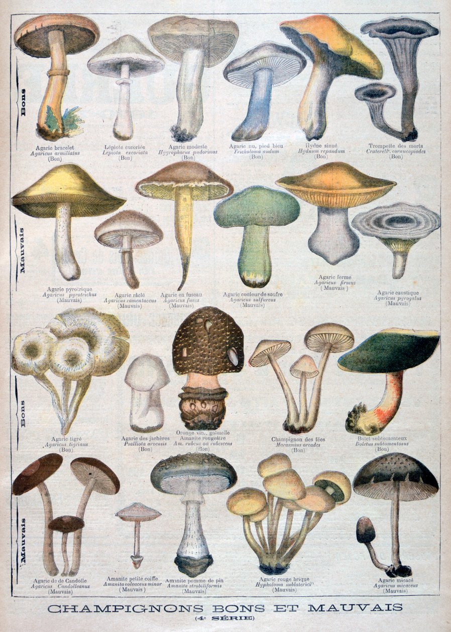 Goda och dåliga svampar, 1896 av Unbekannt
