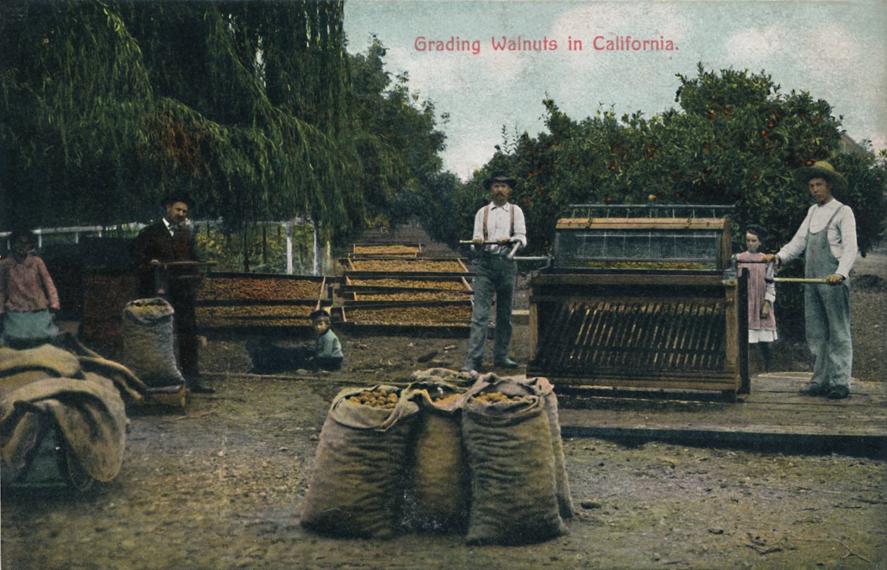 Gradering av valnötter i Kalifornien, c1910-talet. av Unbekannt