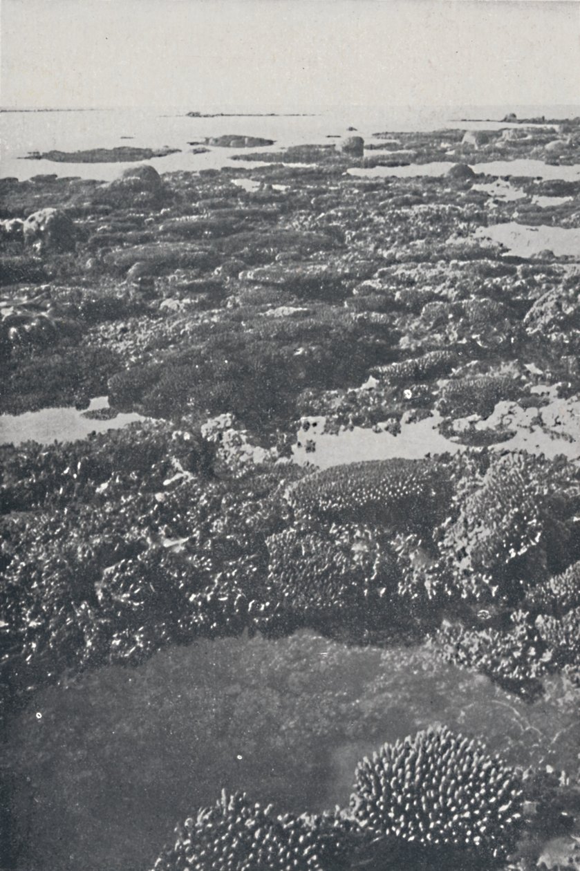 Stora barriärrevet, 1924 av Unbekannt