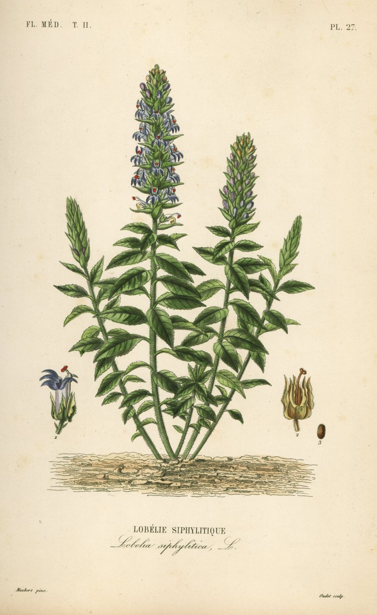 Stor blå lobelia, Lobelia siphilitica, Lobelia siphilitica, Lobelia syphilitique av Unbekannt