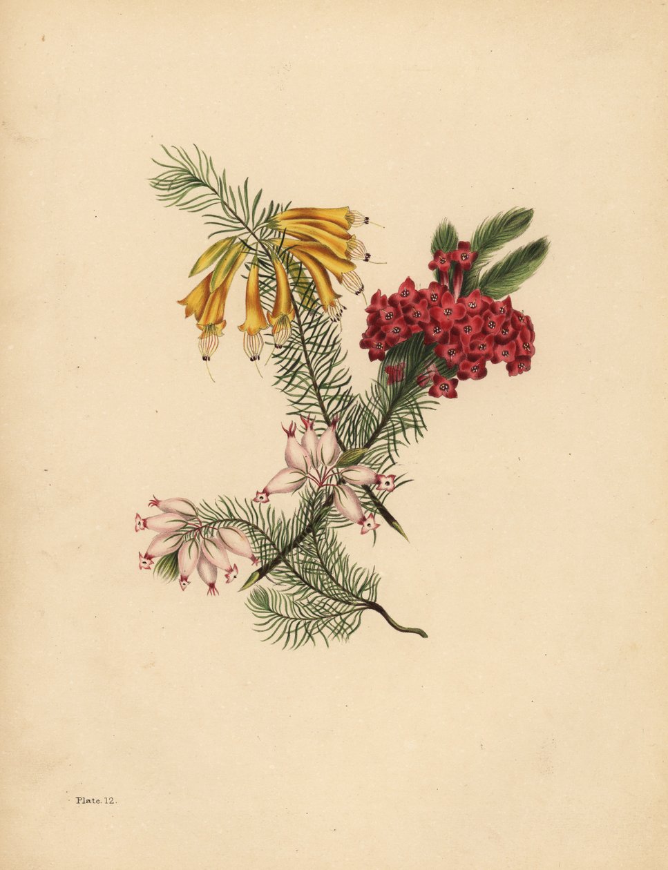 Storblommig Heath, Klarröd Heath, Porslin Heath, Solitude av Unbekannt