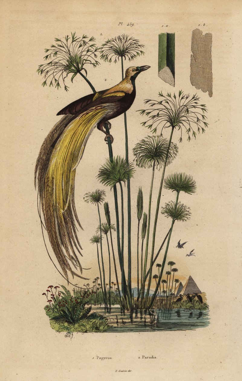 Större paradisfågel, Paradisaea apoda och papyrusgräs, Cyperus papyrus av Unbekannt