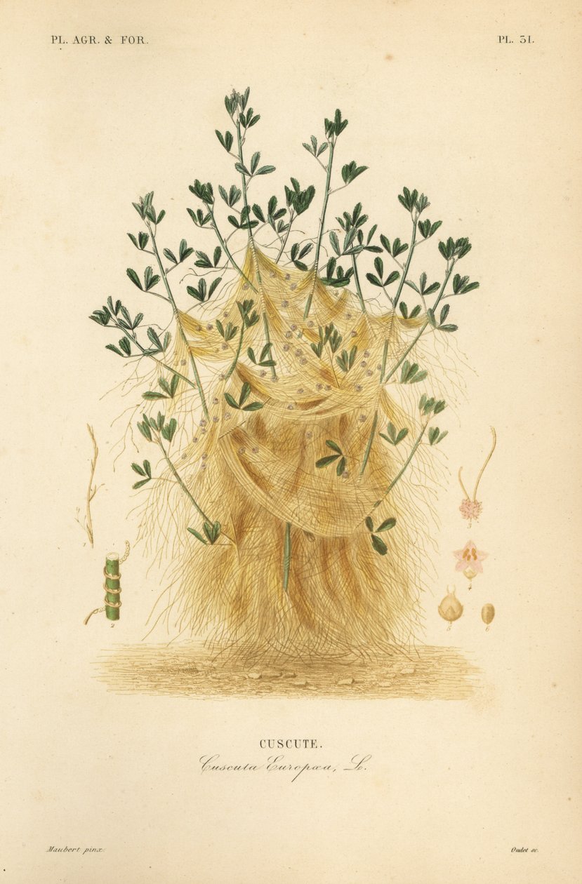 Större dodder eller European dodder, Cuscuta europaea, cuscute av Unbekannt
