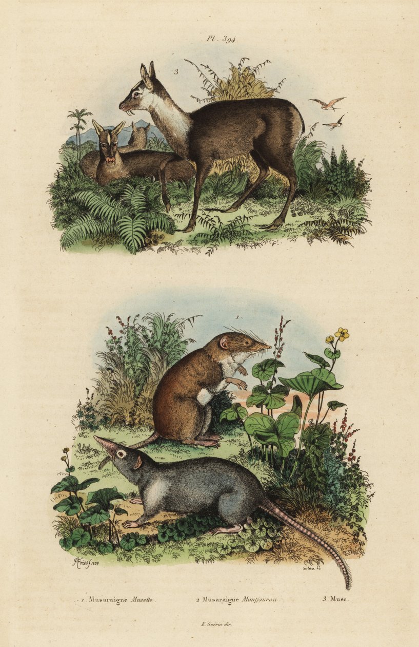 Stor vittandad näbbmuska, Crocidura russula 1, grå mysknävla, Suncus murinus 2 och dunkla myskhjort, Moschus fuscus, hotad 3 av Unbekannt