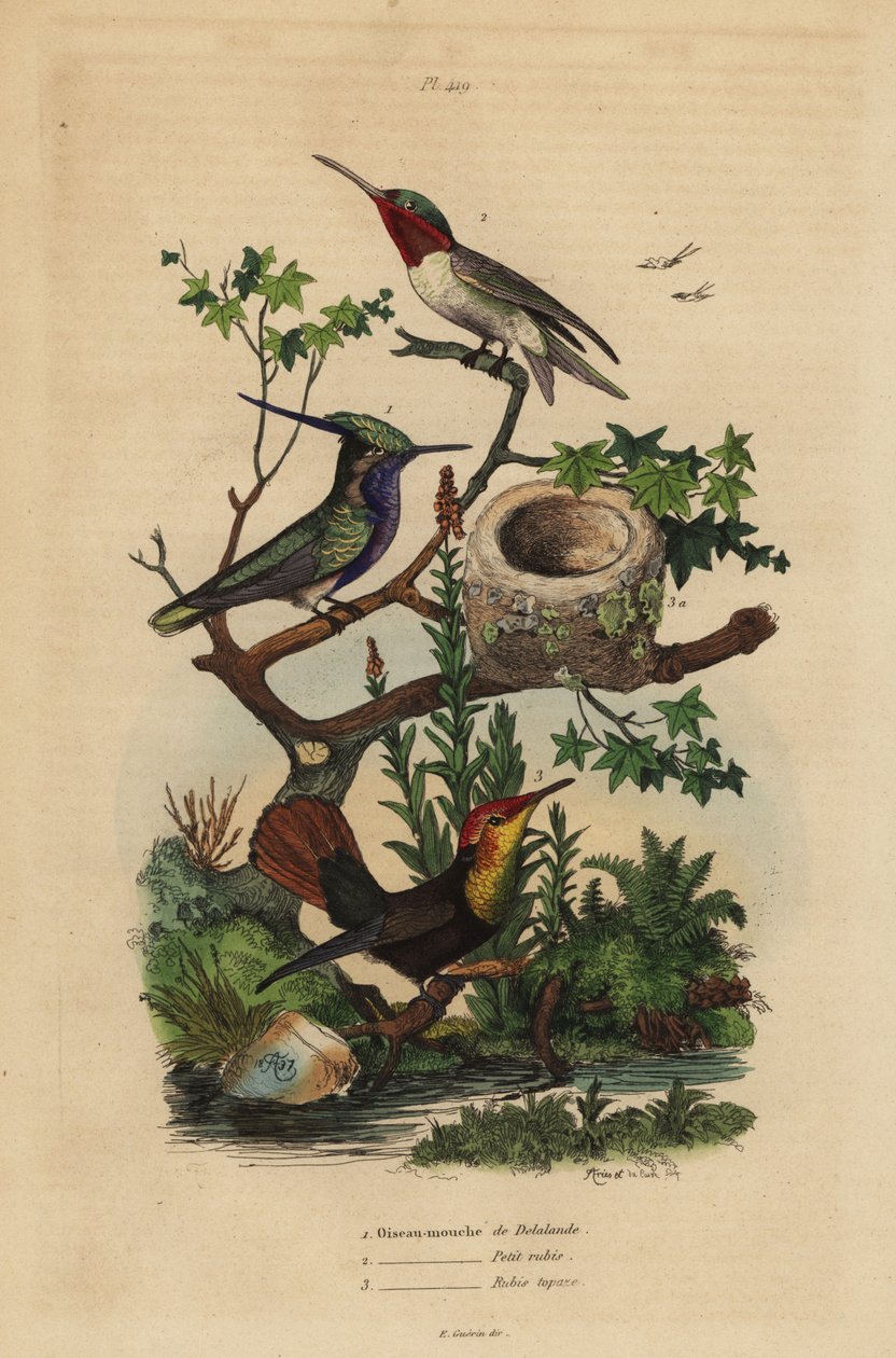 Grönkrönt havsört, Stephanoxis lalandi, rubinstrupig kolibri, Archilochus colubris och rubintopazkolibri och bo, Chrysolampis mosquitus av Unbekannt