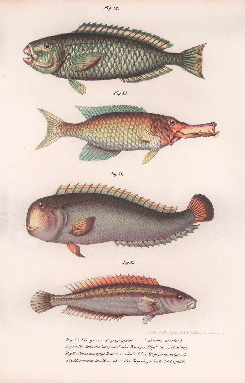 Grön papegojfisk. Indian longmouth, Rasirnesser, Wrasse, ca 1850-talet av Unbekannt
