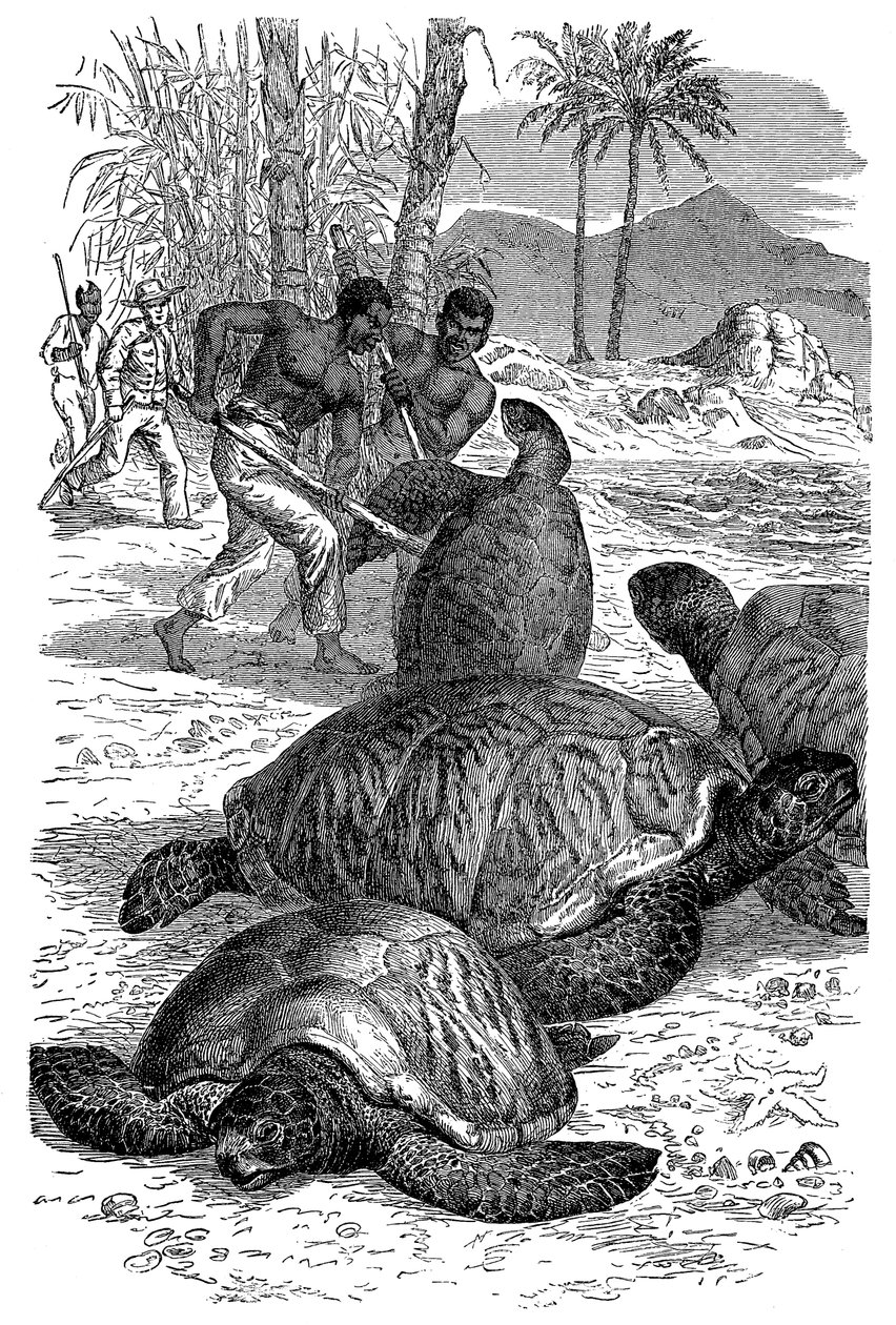 Grön sköldpadda fångas av jägare, 1884 av Unbekannt