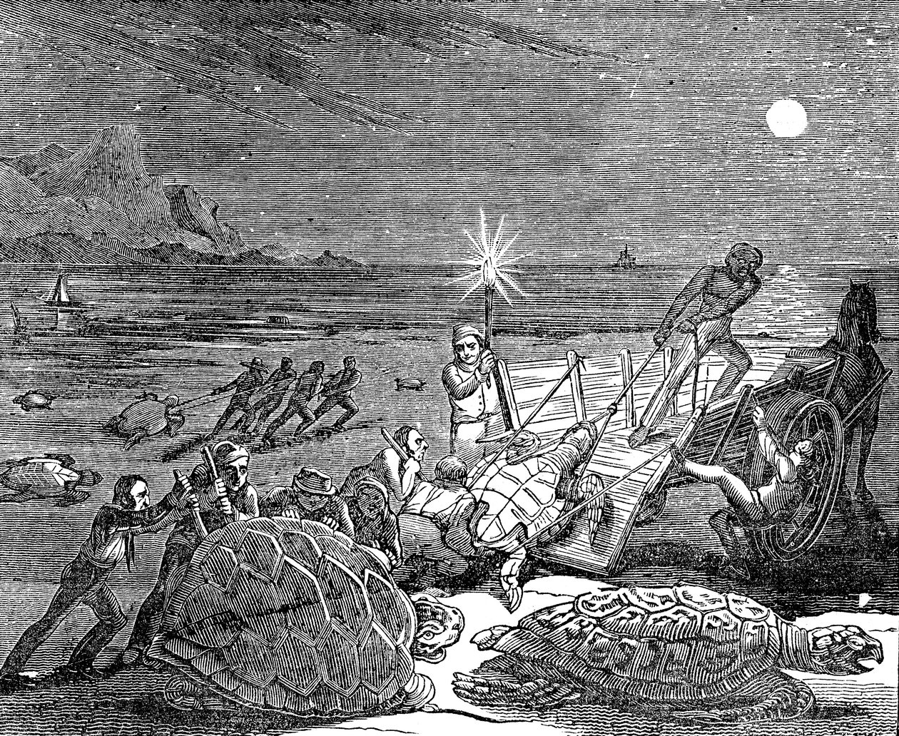 Gröna sköldpaddor och skogssköldpaddor fångade på Kubas kust, 1832 av Unbekannt