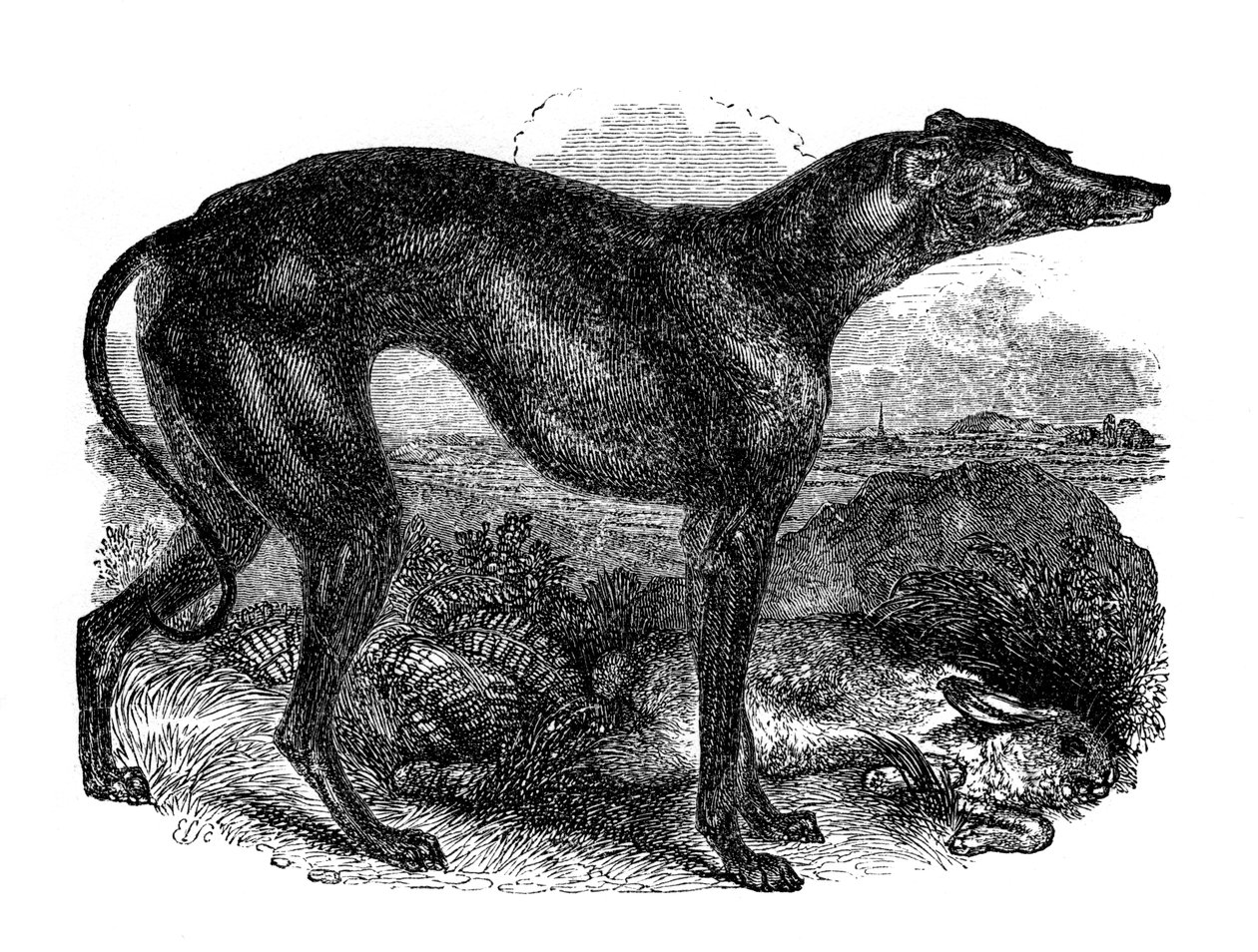 Vinthund, 1848 av Unbekannt
