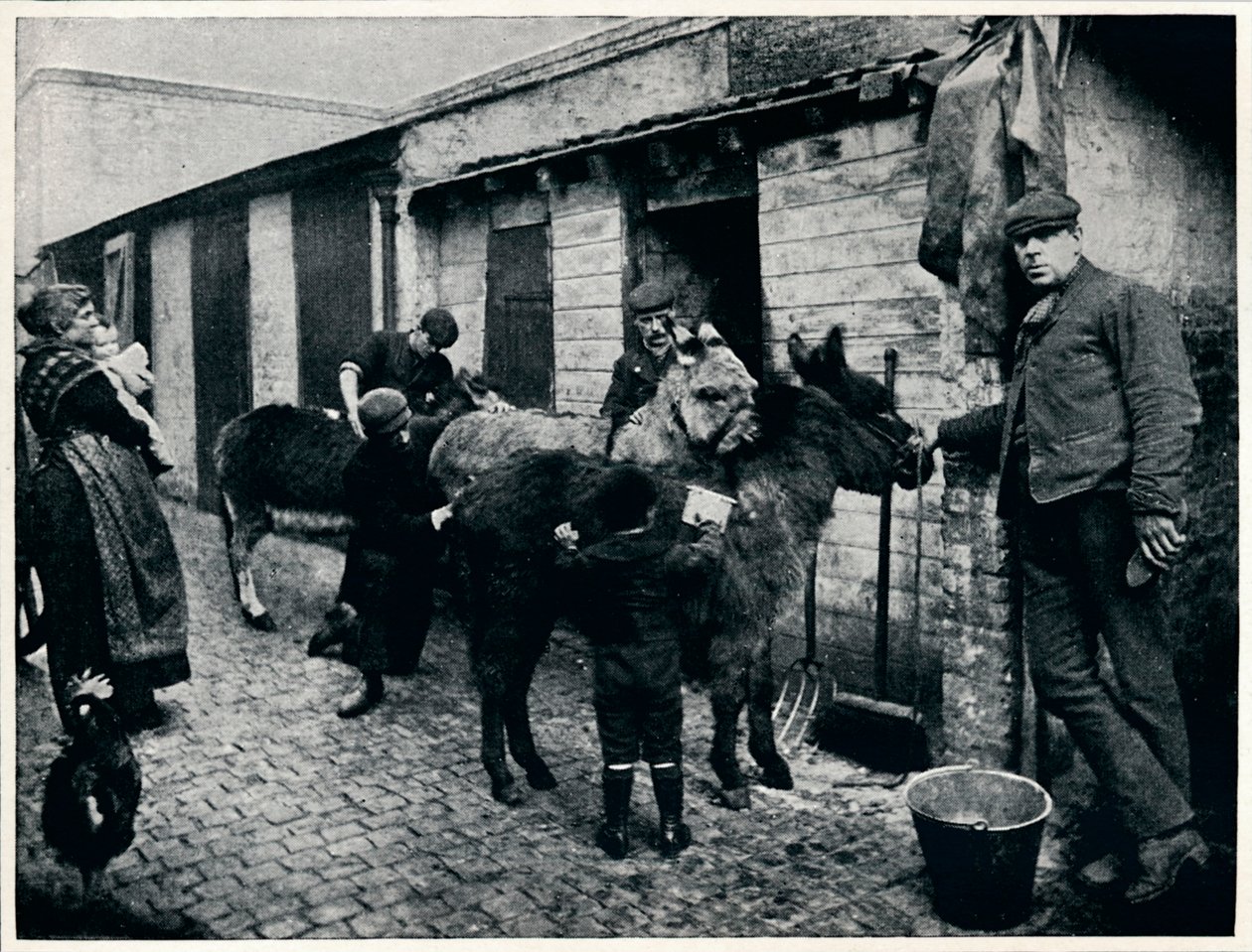 Grooming costers åsnor, London, c1903 1903 av Unbekannt