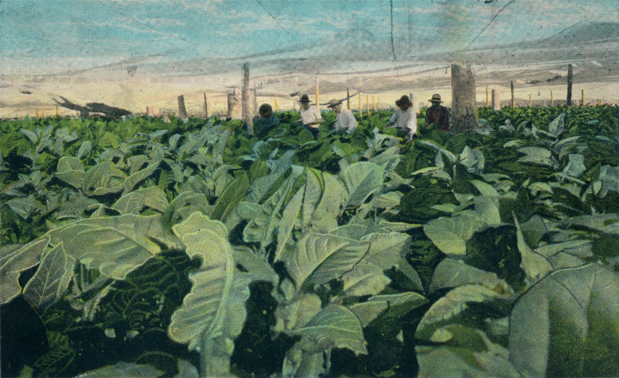 Odling av tobak, Kuba, 1909 av Unbekannt