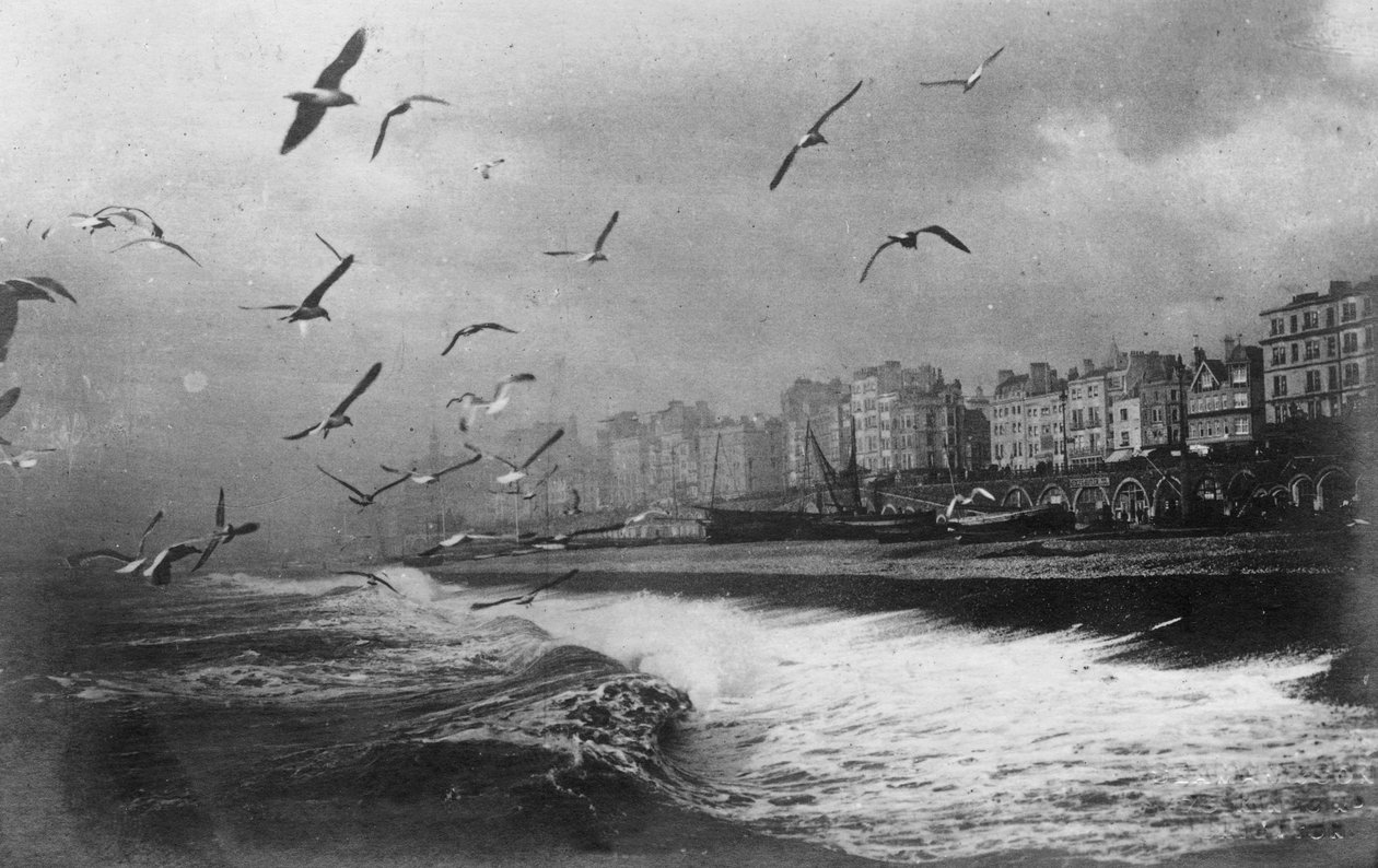 Måsar i Brighton, East Sussex, tidigt 1900-tal av Unbekannt