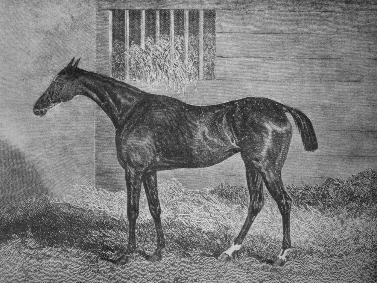 Gulnare, 1800-talet, 1911 av Unbekannt
