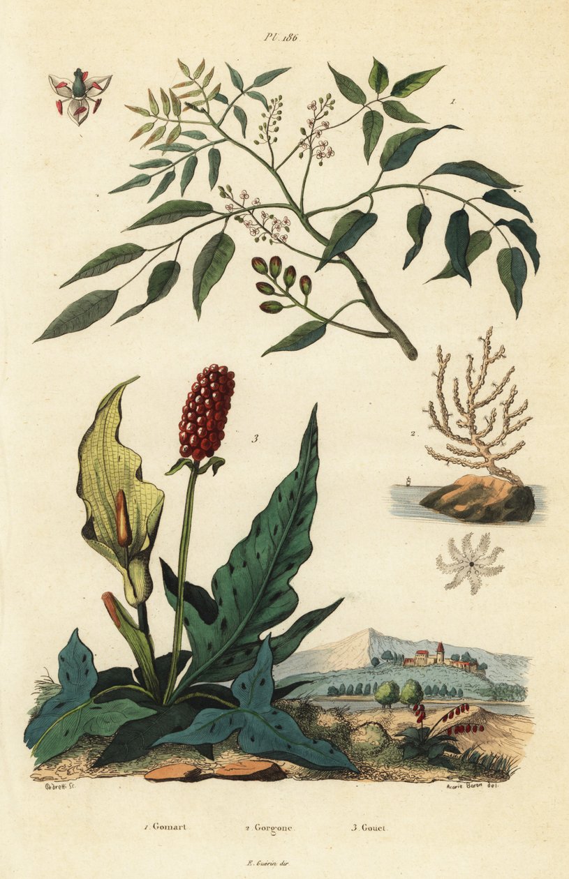 Gumbo-limbo, Bursera simaruba 1, bred havsfjäderkorall eller vårtig gorgonian, Eunicella verrucosa 2, och cuckopint, Arum maculatum 3, Gomart, Gorgone, Gouet av Unbekannt
