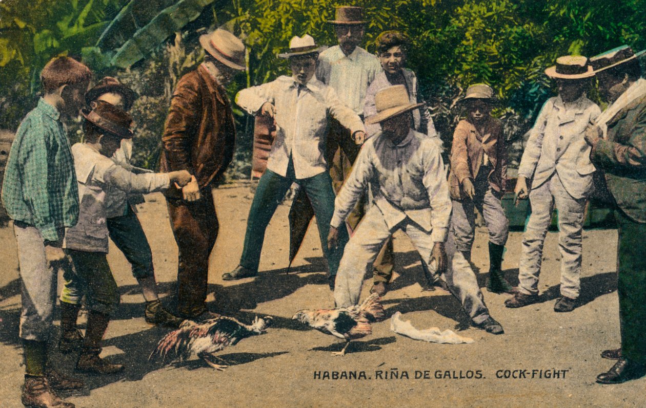 Havanna. Tupp noshörning. Tuppkamp, ​​ca 1900-talet av Unbekannt