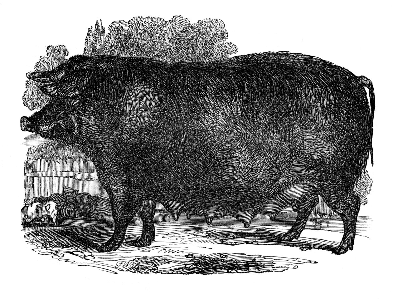 Hampshire sugga, 1848 av Unbekannt