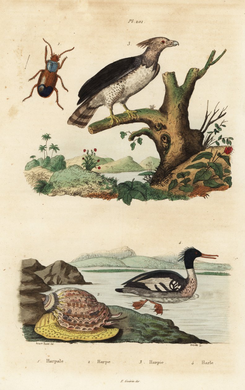 Harpiörn, Harpia harpyja 3, brasiliansk sjöhacka, Mergus octosetaceus, kritiskt hotad 4, Harpalusbagge 1 och harpsnigel, Harpa major 2. Harpal, harpa, harpie, harle av Unbekannt