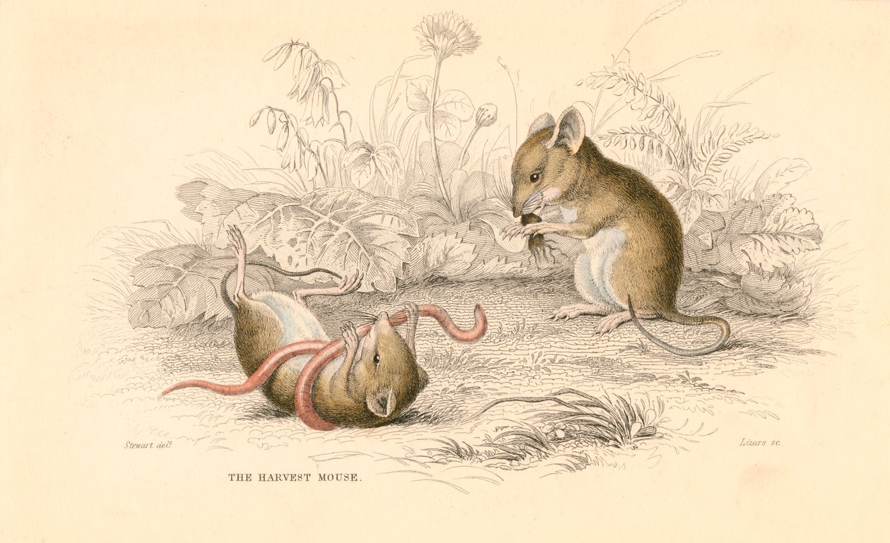 Skördemus Micromys minutus of the Old World, 1828 av Unbekannt