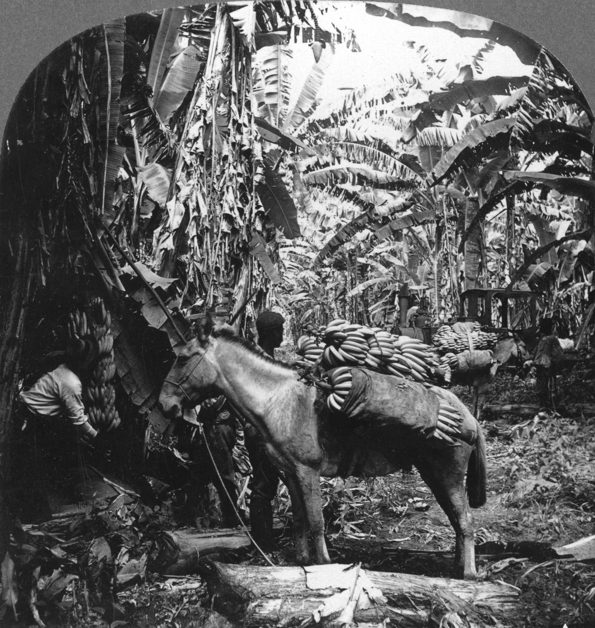Skördar bananer, Costa Rica, 1909 av Unbekannt