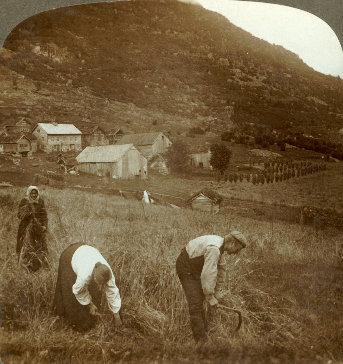 Skördar korn på en Mindresunde-gård i dalen nära Olden, Norge, c1905. av Unbekannt