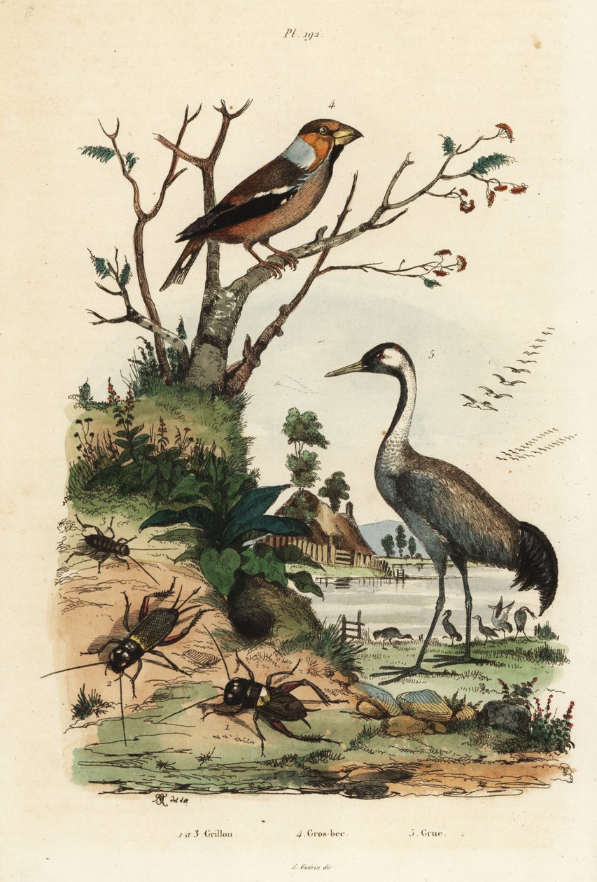 Hawfinch, Coccothraustes coccothraustes 2, trana, Grus grus 3, och syrsor, Gryllus campestris 1 av Unbekannt
