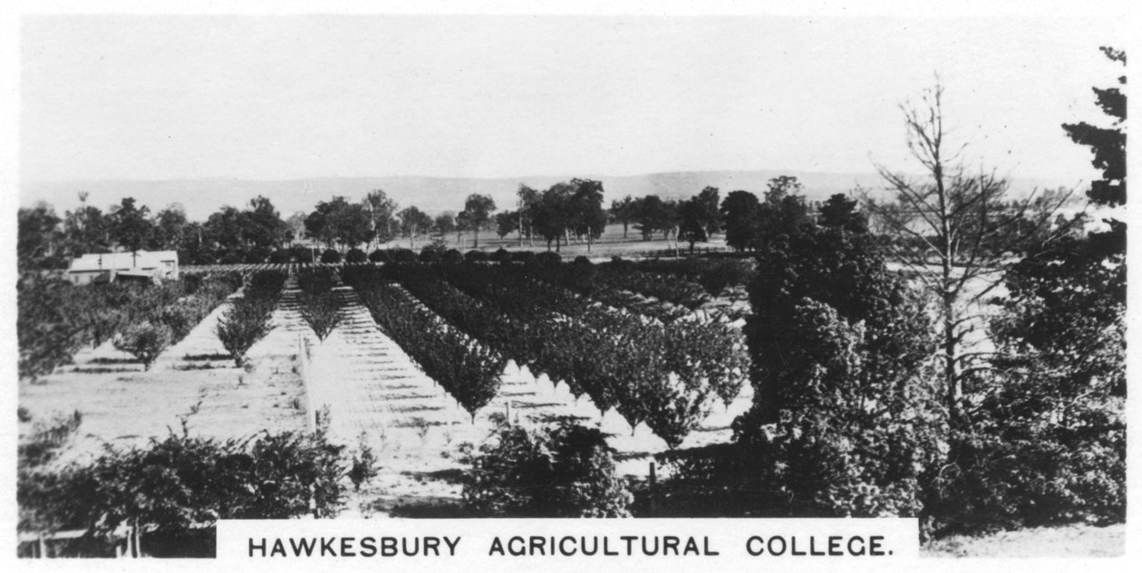 Hawkesbury Agricultural College, New South Wales, Australien, 1928 av Unbekannt