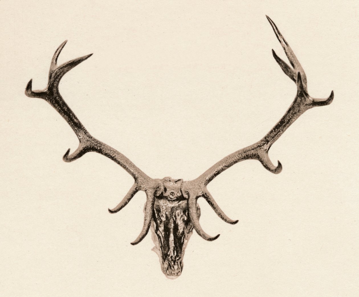 Head of a Deer, c1500-talet, 1904 av Unbekannt