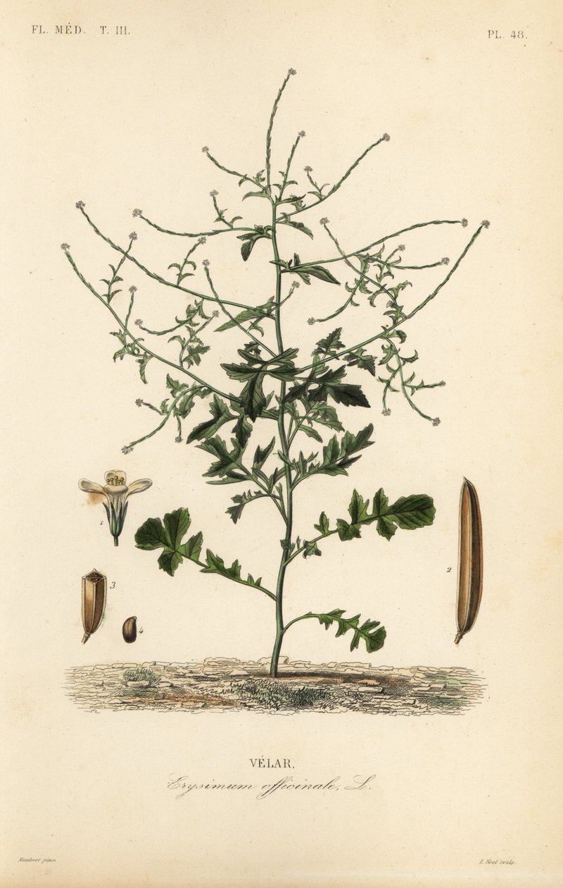 Häcksenap, Sisymbrium officinale, Erysimum officinale, Velar av Unbekannt