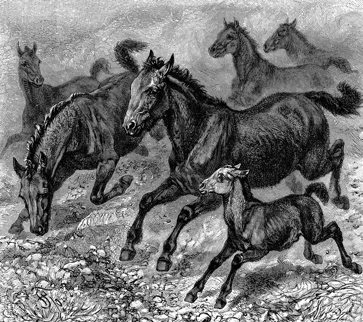 Flock av Tarpan, 1893 av Unbekannt